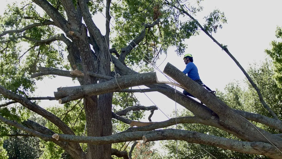Professional Crown Thinning performed by certified arborists in Moffat