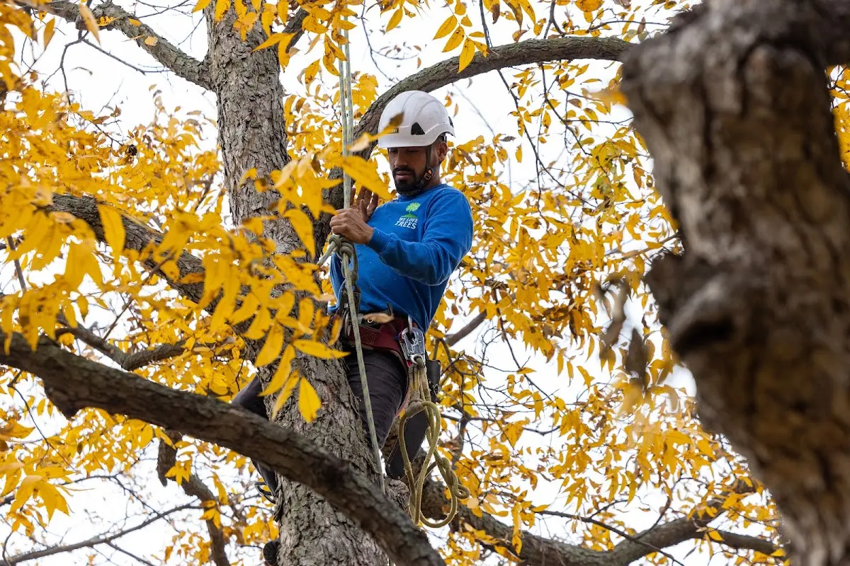 Skilled Tree Transplanting crew working in Moffat